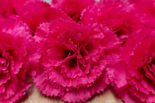 megenta carnation 600 x 400