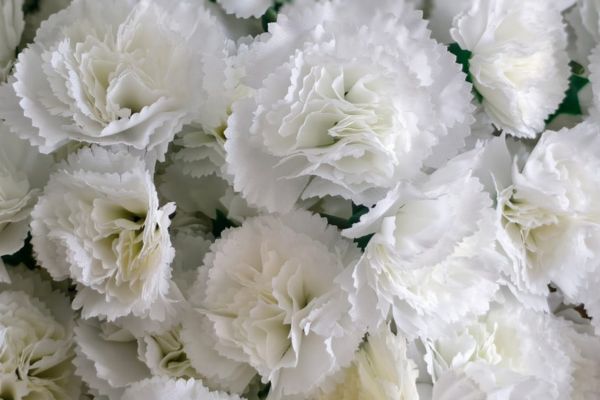 carnation white 600 x 400